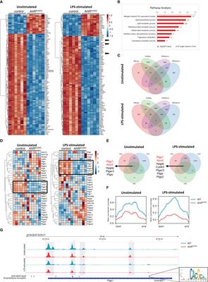 The aryl hydrocarbon receptor regulates lipid mediator production in alveolar macrophages